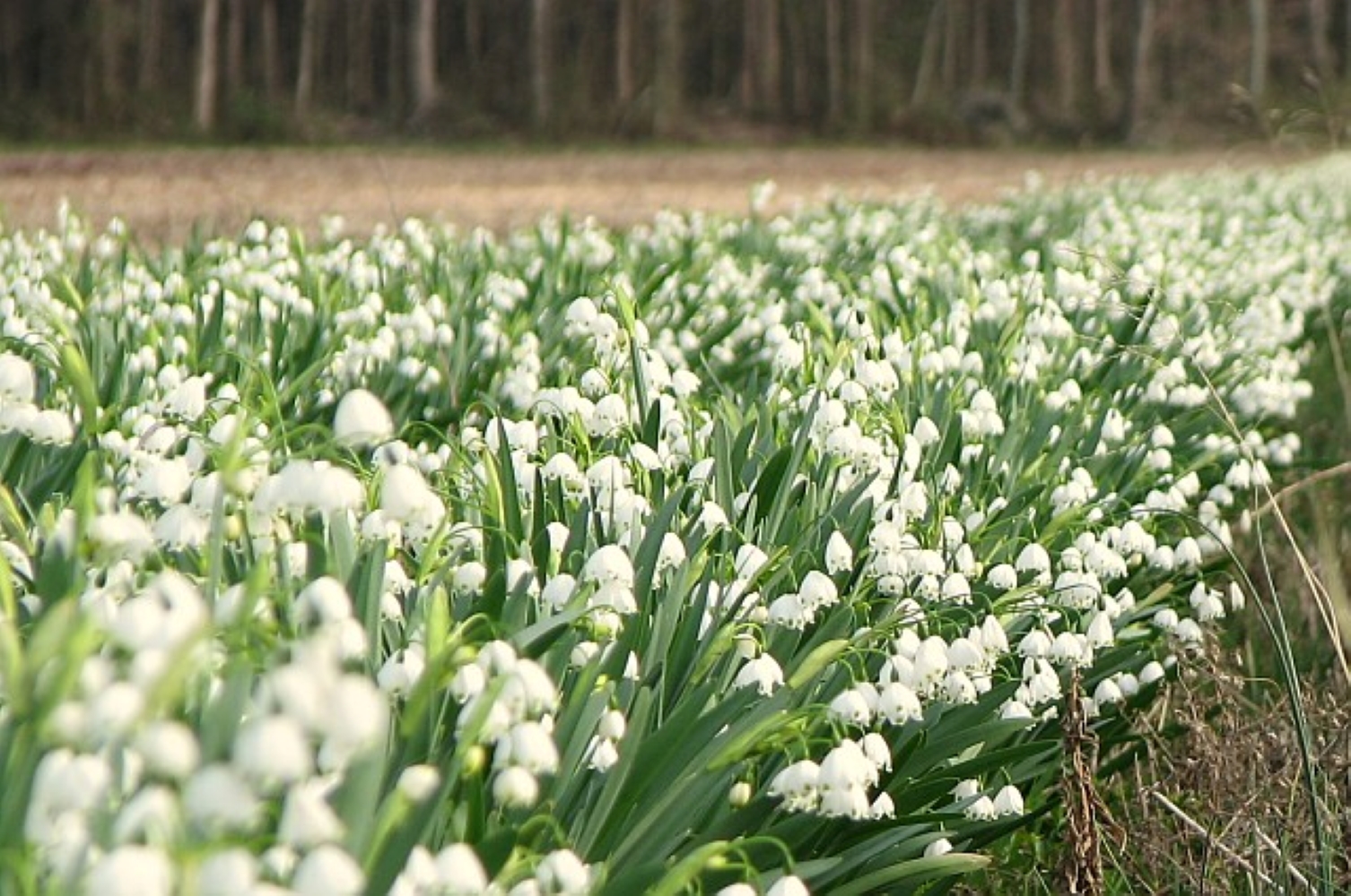 Leucojum (Snowflake)